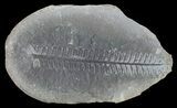 Pecopteris Fern Fossil (Pos/Neg) - Mazon Creek #70371-1